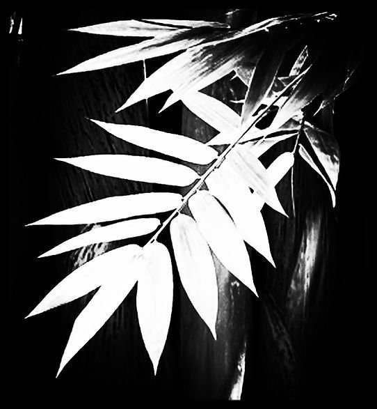 Bamboo drop Goichi's Sushi Cafe